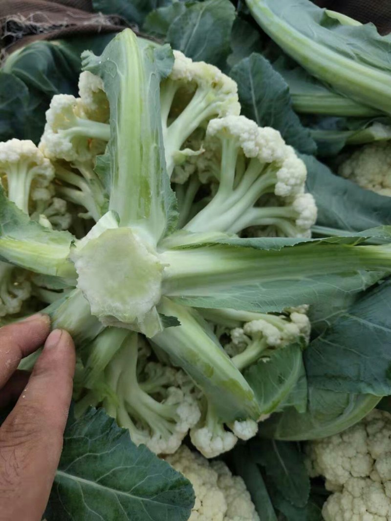 山东省聊城白面青梗松花菜，量大质优，价格下滑