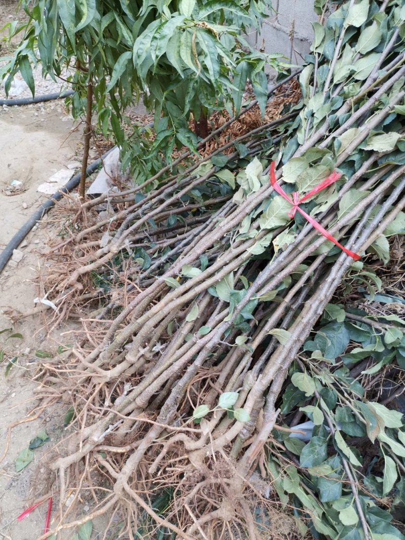 红肉苹果树苗，当年结果，大量有货，全国包邮。
