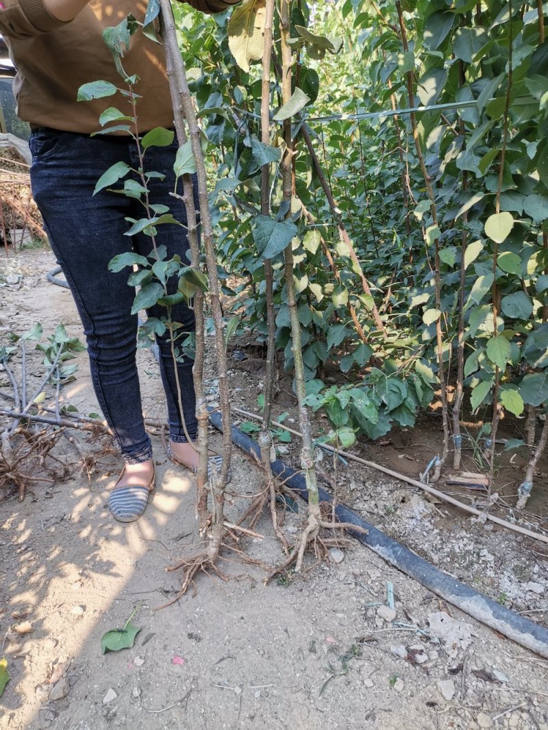 红肉苹果树苗，当年结果，大量有货，全国包邮。