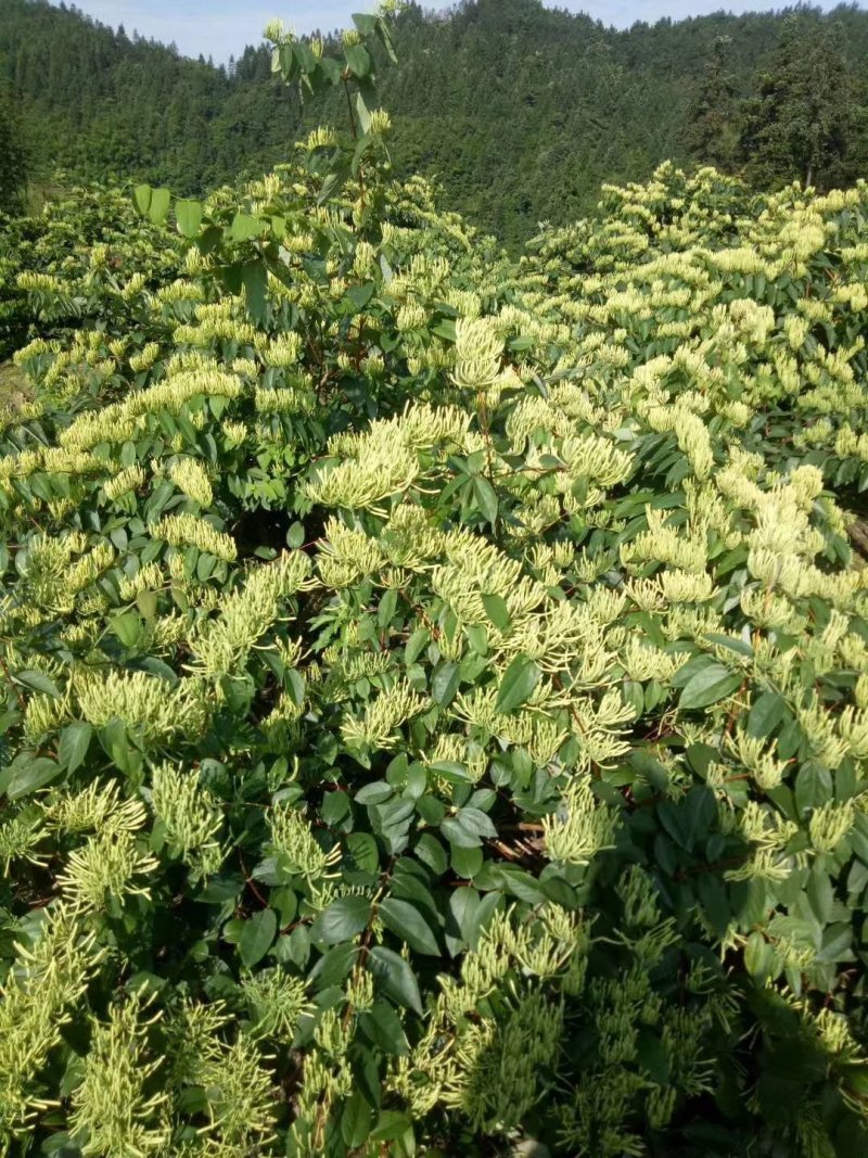 湘雷金银花苗