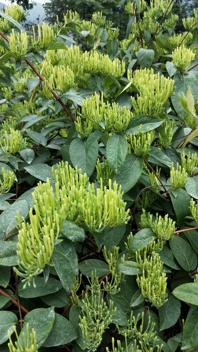 湘雷金银花苗
