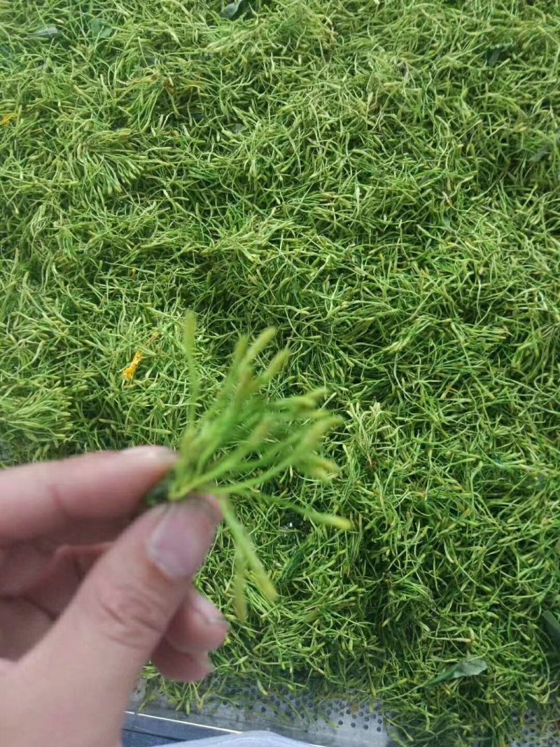 湘雷金银花苗