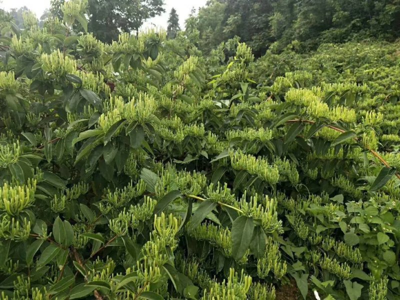 湘雷金银花苗