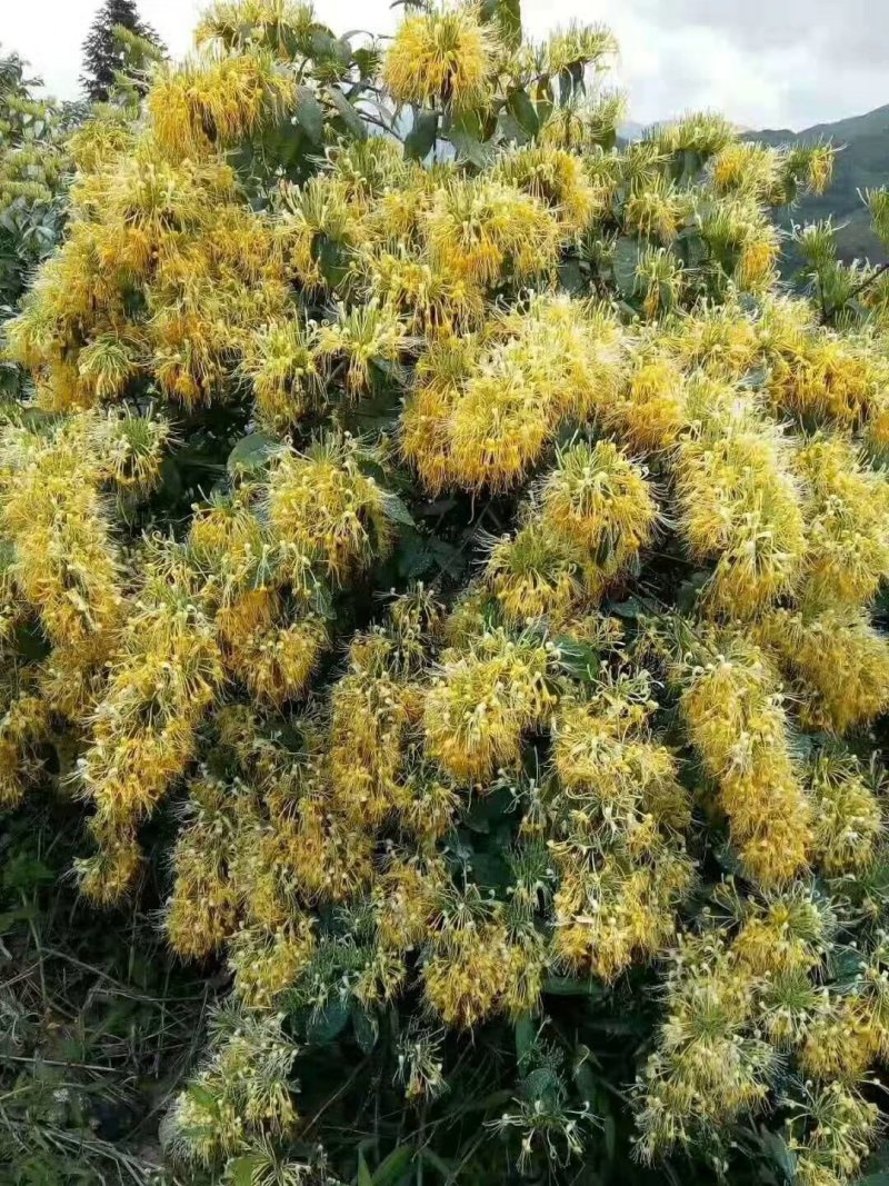湘雷金银花苗