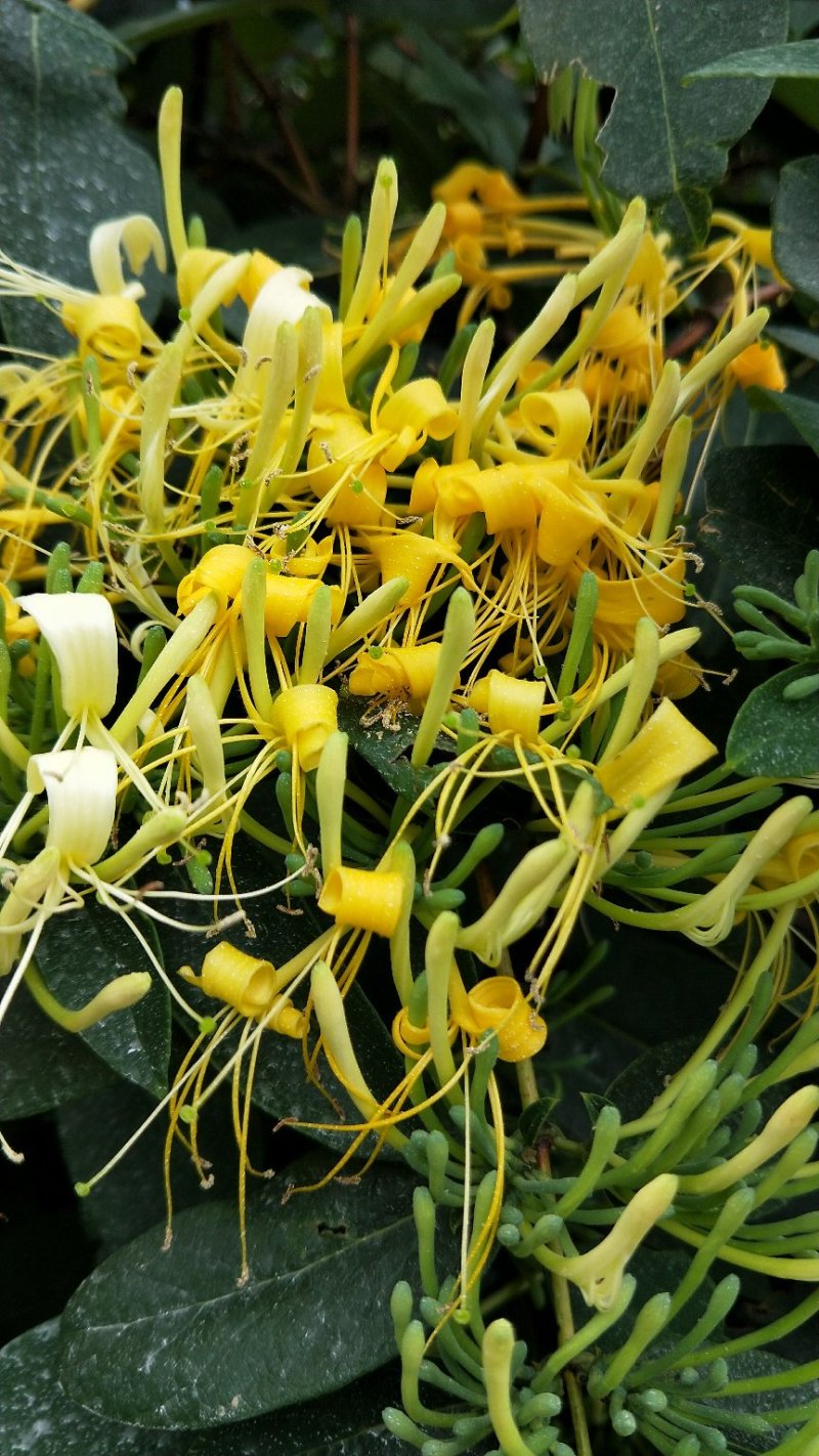湘雷金银花苗