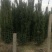 精品苗木红豆杉国家保护护植物