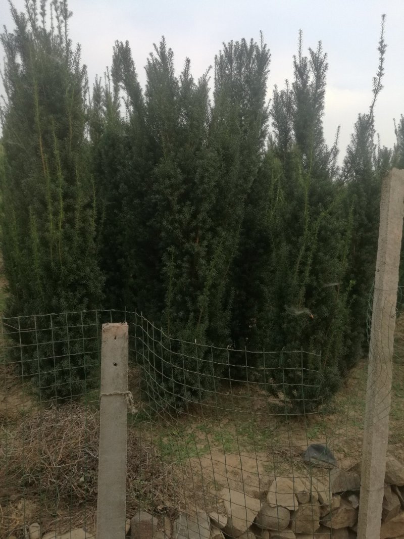 精品苗木红豆杉国家保护护植物
