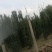 精品苗木红豆杉国家保护护植物
