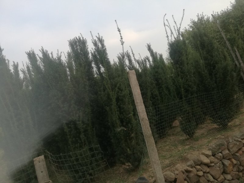 精品苗木红豆杉国家保护护植物