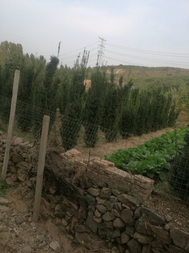 精品苗木红豆杉国家保护护植物