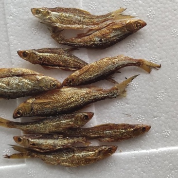 用最传统加工方式手加工火培鱼