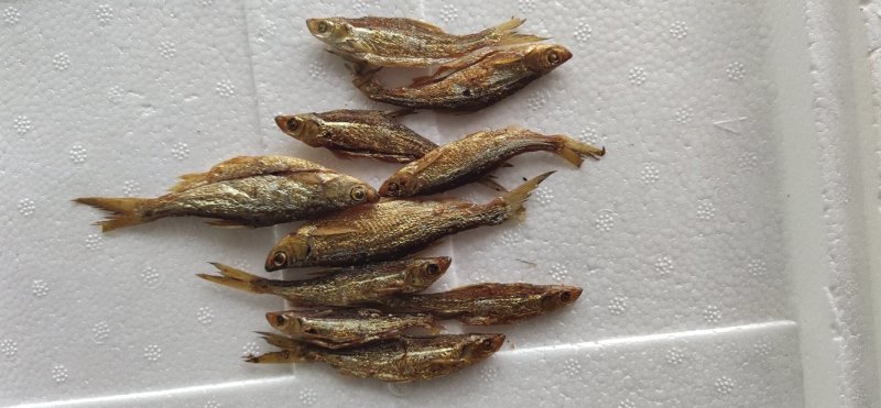 用最传统加工方式手加工火培鱼