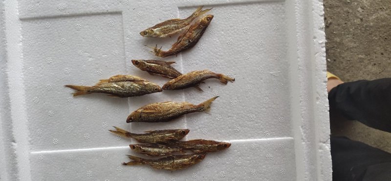 用最传统加工方式手加工火培鱼