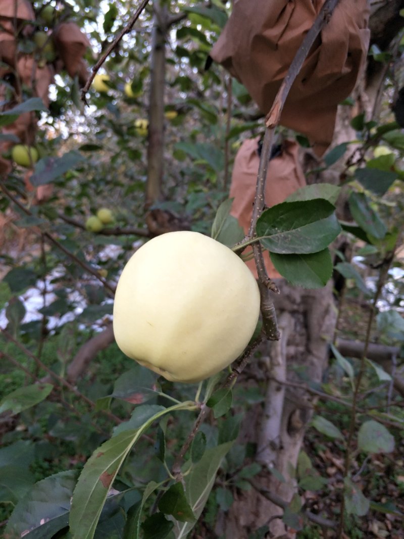 苹果