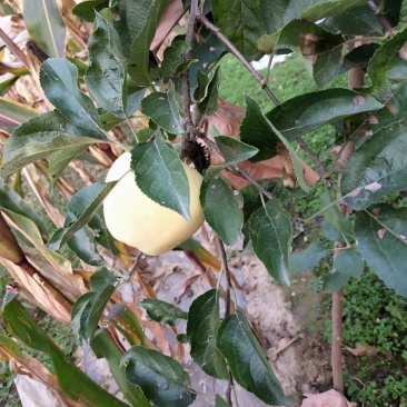 苹果