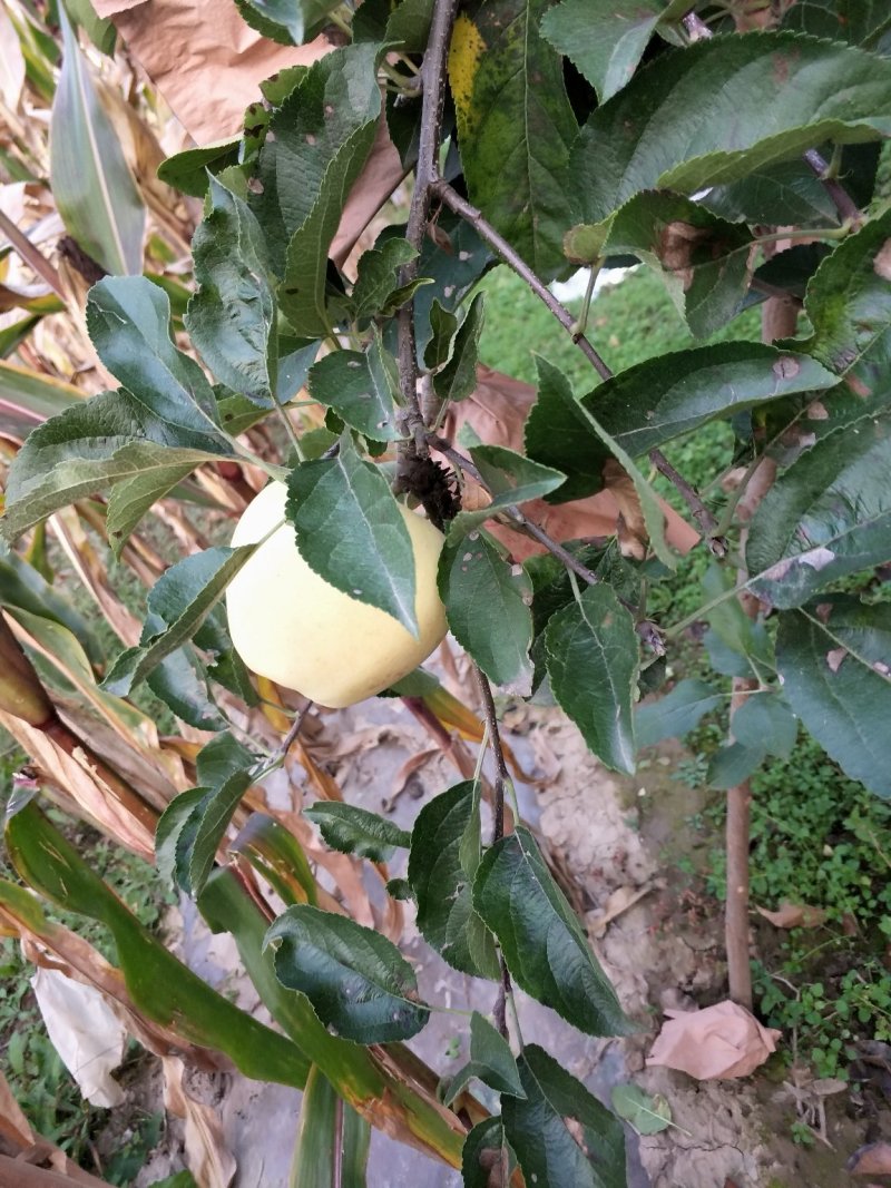 苹果