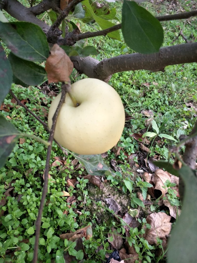 苹果