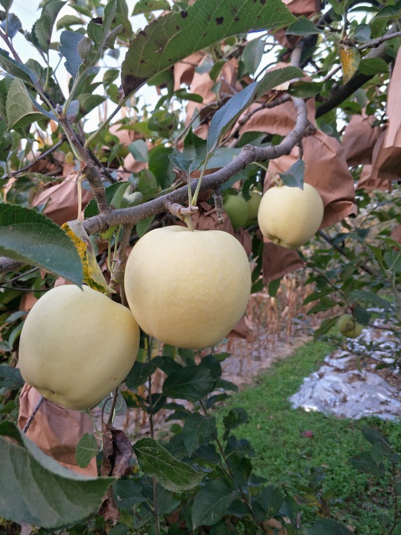 苹果