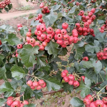 大金星山楂糖葫芦专用
