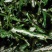 青辣椒片