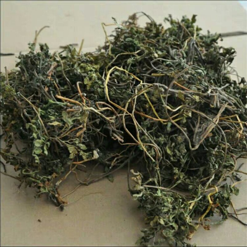 阴地蕨产地直供支持线上交易可搭配多品种采购大货联系