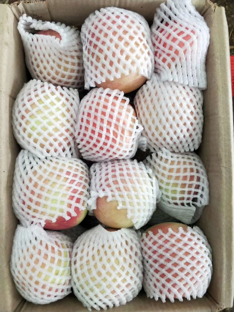 山东潍坊红富士苹果现已上市，每天大量供应