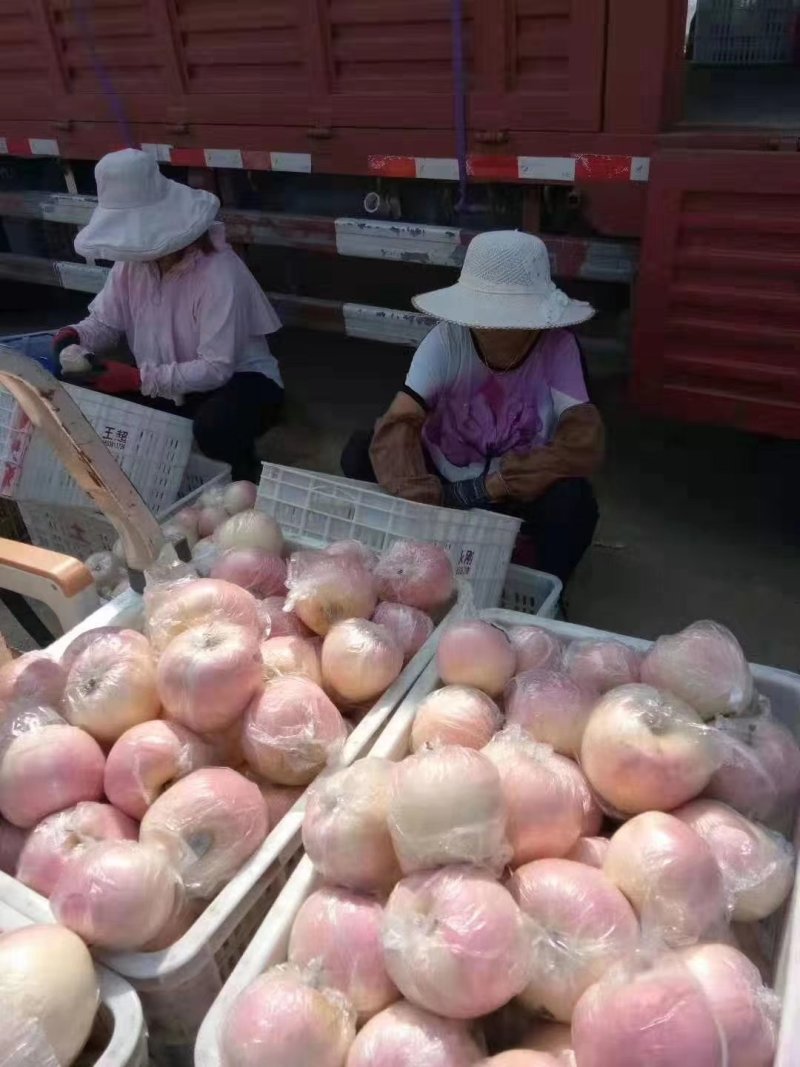 山东潍坊红富士苹果现已上市，每天大量供应