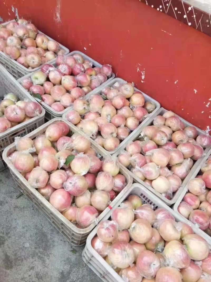 山东潍坊红富士苹果现已上市，每天大量供应