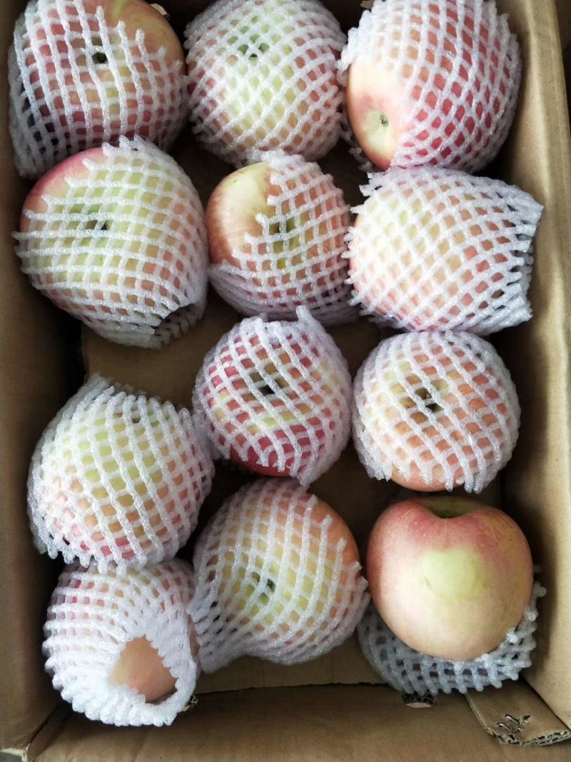 山东潍坊红富士苹果现已上市，每天大量供应
