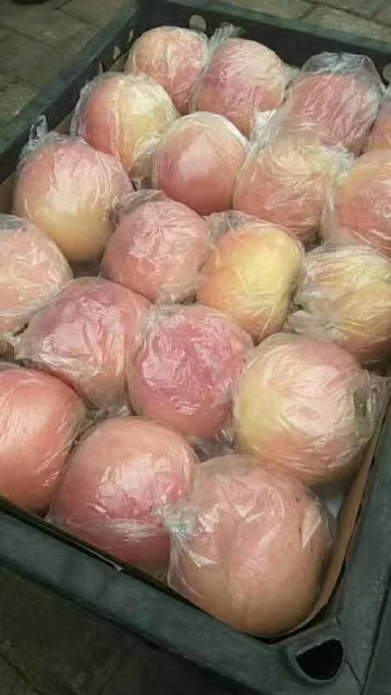 山东潍坊红富士苹果现已上市，每天大量供应