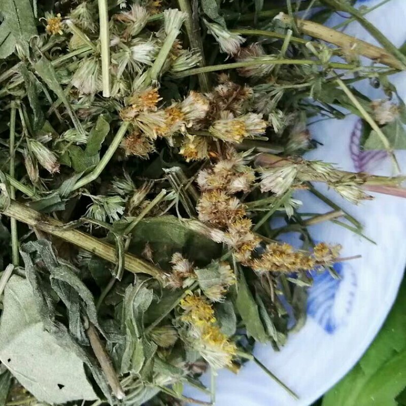一枝黄花野黄菊、山边半枝香、洒金花、黄花细辛、黄花一枝