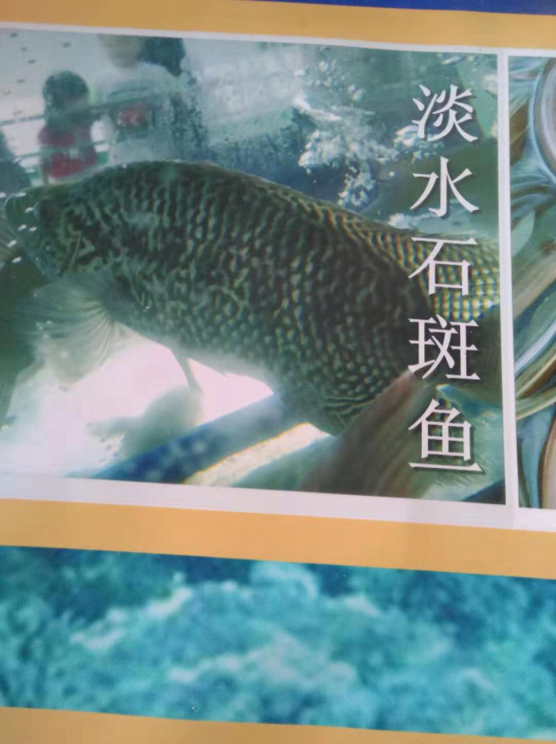 淡水石斑鱼苗石斑鱼苗生长速度快