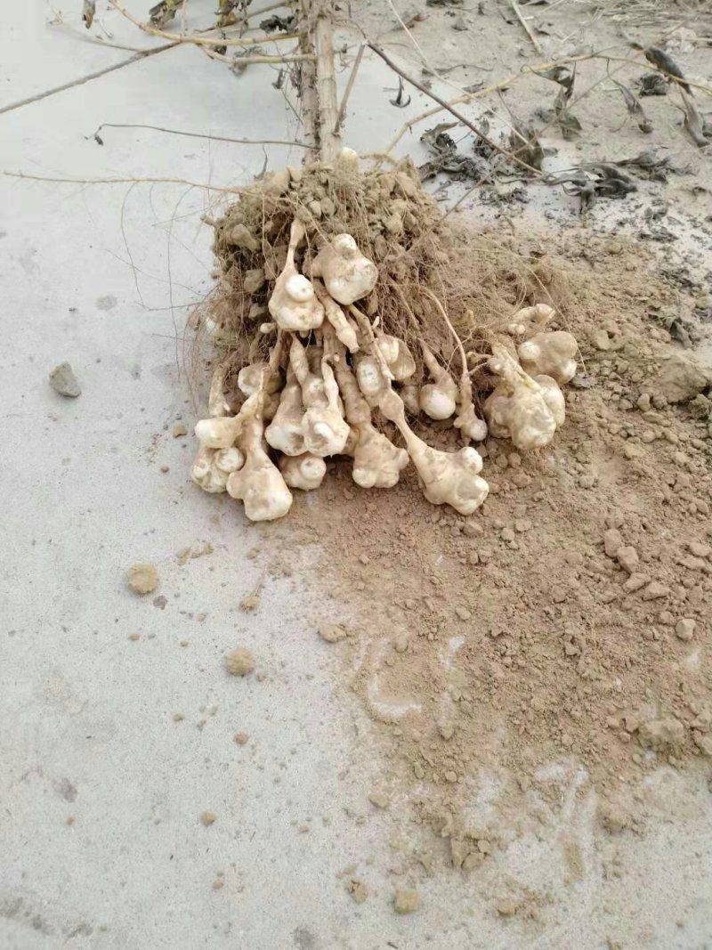 白洋姜，菊芋