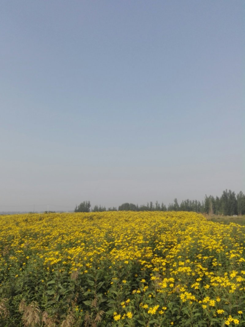 白洋姜，菊芋