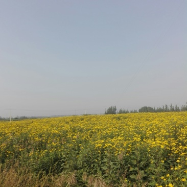 白洋姜，菊芋