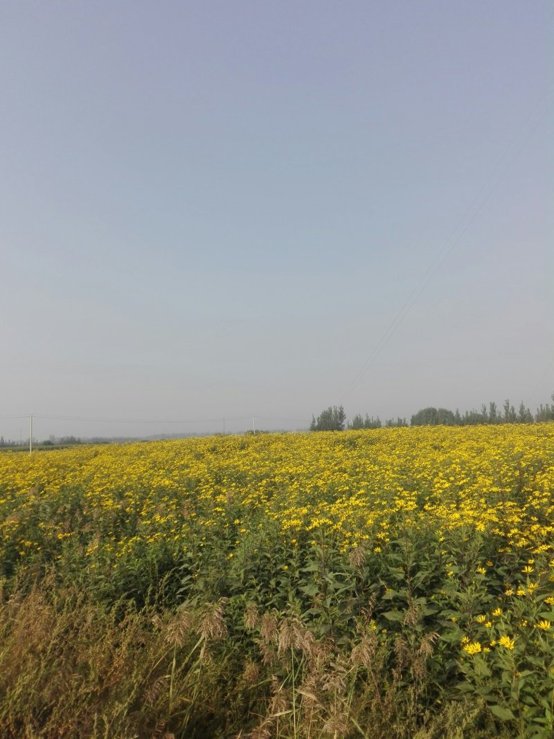 白洋姜，菊芋