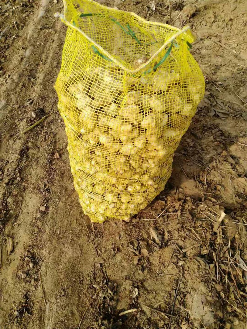 白洋姜，菊芋