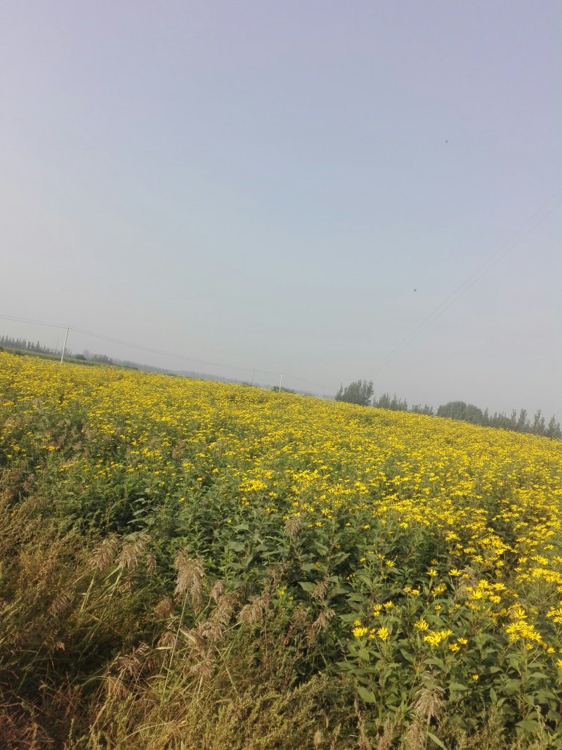 白洋姜，菊芋