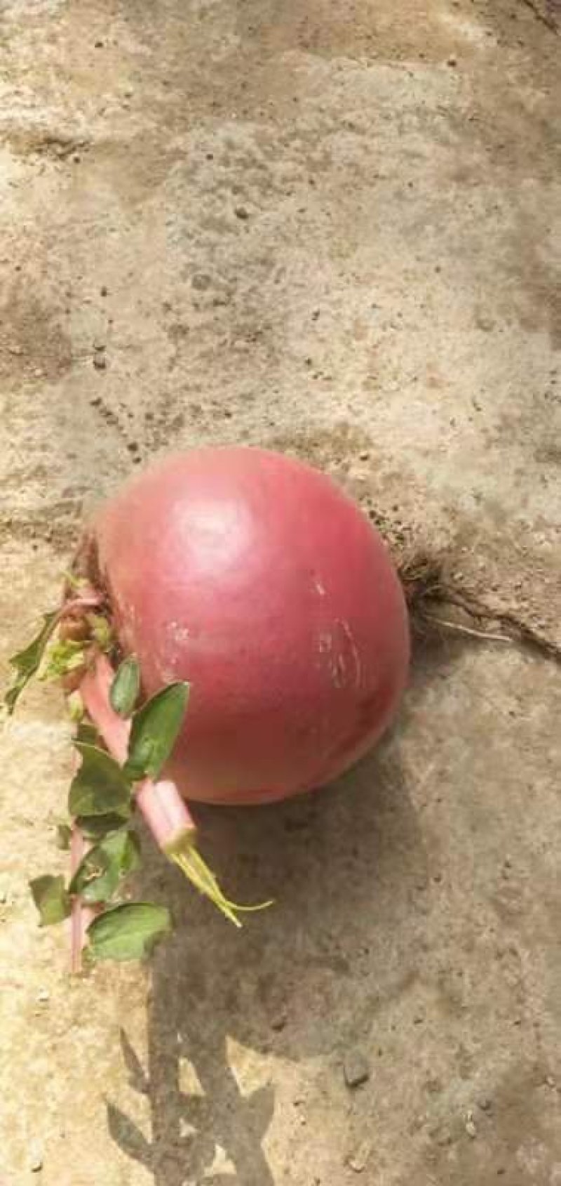 红萝卜