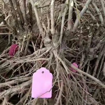 嫁接牡丹苗，观赏品种，基地直销，保品种