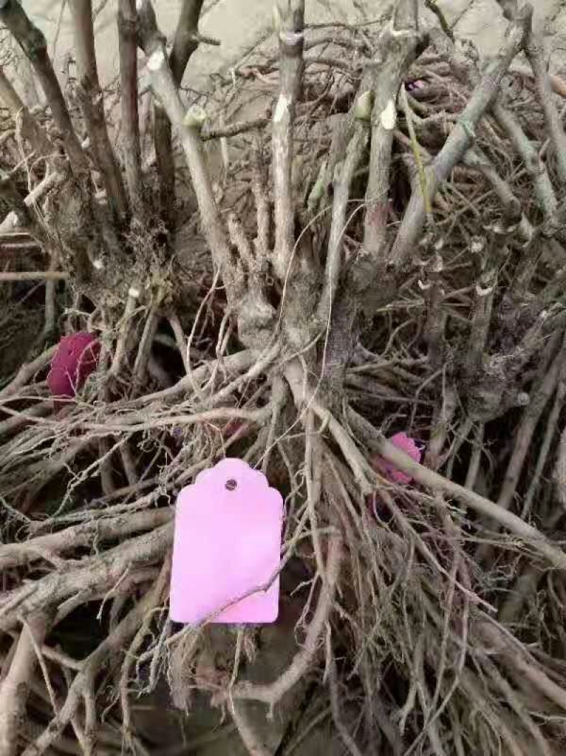嫁接牡丹苗，观赏品种，基地直销，保品种