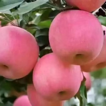 苹果