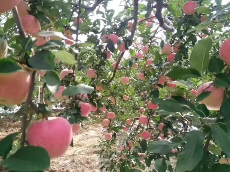苹果