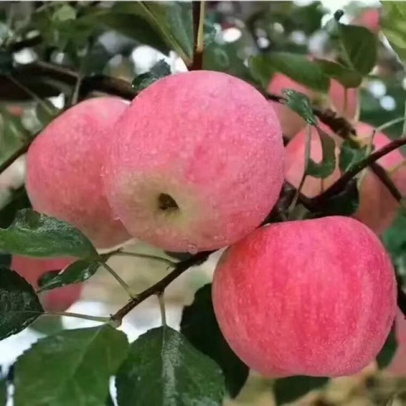 苹果