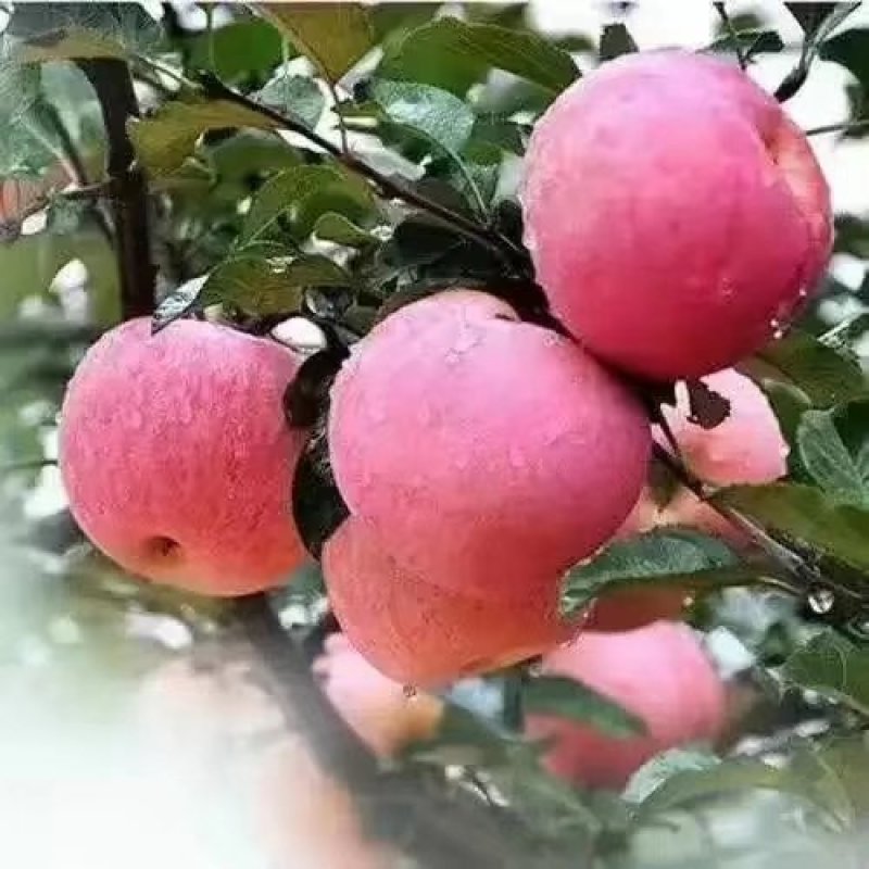 苹果