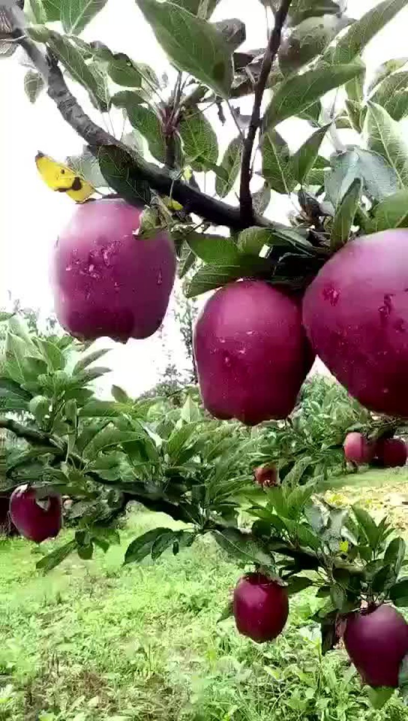 甘肃礼县花牛苹果,口感香甜，品质优良！