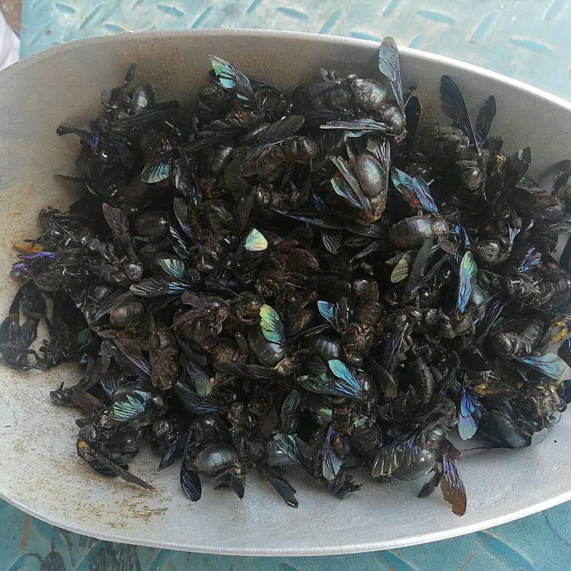竹蜂.道地药材，质优价实，品质保证，药典标准一公斤起批