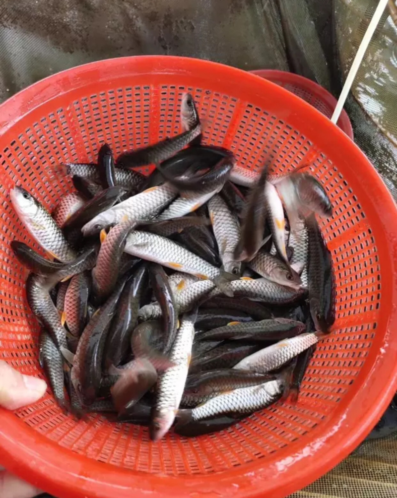 军鱼光鱼苗娟鱼苗青竹鲩鱼苗