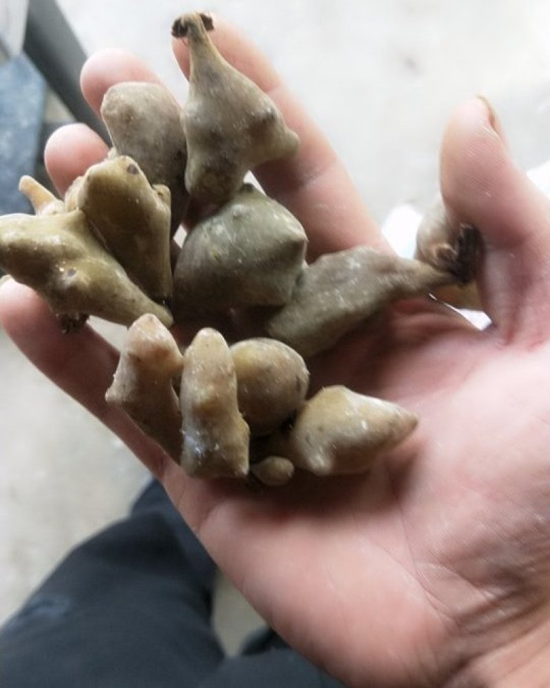 五倍子，不满意可以退货。如有得罪请多包涵