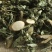 地桃花.道地药材,质优价实,品质保证,药典标准一公斤起批